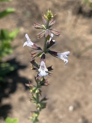 Salvia repens repens