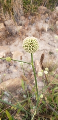 Asteriscium chilense