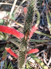 Cleistocactus baumannii