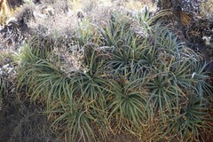 Puya