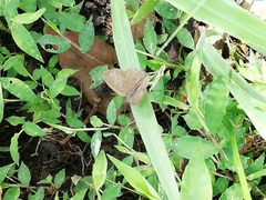 Hermeuptychia hermes