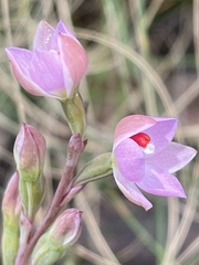 Thelymitra brevifolia