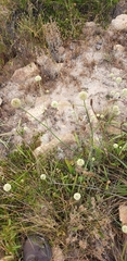 Asteriscium chilense