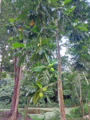 Artocarpus