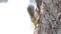 Sciurus niger limitis