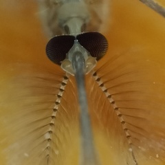 Culicinae