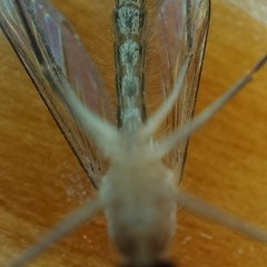 Culicinae