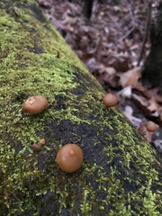 Galerina