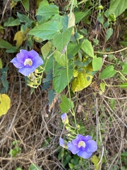 Thunbergia grandiflora