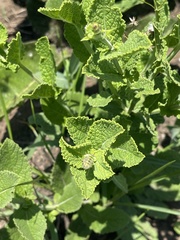 Salvia repens repens