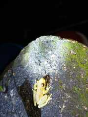 Scinax elaeochroa