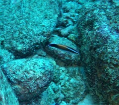 Labroides pectoralis