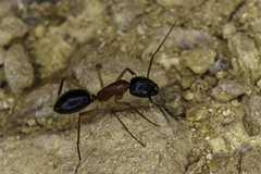 Camponotus nigriceps