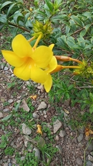 Allamanda cathartica