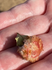 Andricus crystallinus