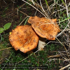 Turbinellus floccosus