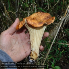 Turbinellus floccosus