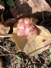 Andricus crystallinus