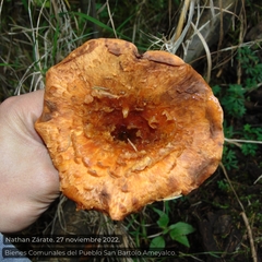 Turbinellus floccosus