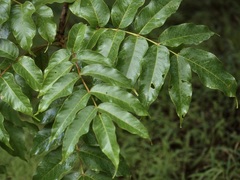 Lannea coromandelica