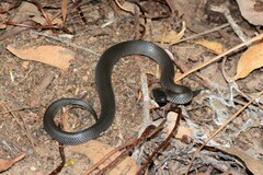 Cryptophis nigrescens