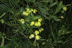 Senna aciphylla