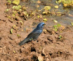 Cyanoloxia brissonii