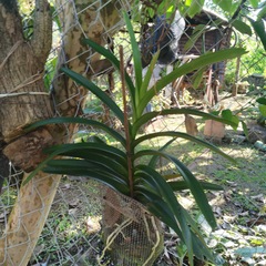 Vanda