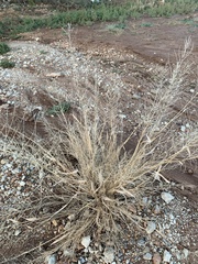 Diplachne fusca