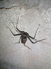 Phrynus operculatus