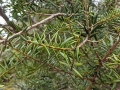 Podocarpus