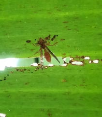 Agelaia centralis image