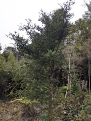 Podocarpus