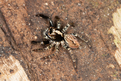 Asaphobelis physonychus