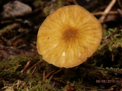 Pluteus leoninus