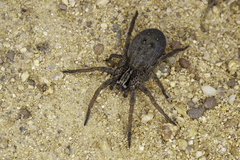 Mituliodon tarantulinus