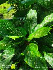 Dieffenbachia
