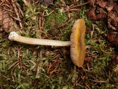 Pluteus leoninus