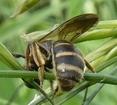 Lasioglossum