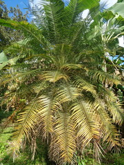 Bactris gasipaes