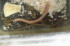 Syngnathus louisianae