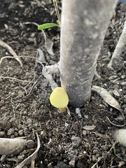 Leucocoprinus