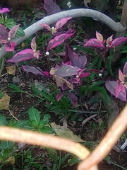 Graptophyllum pictum