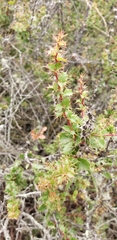 Berberis actinacantha