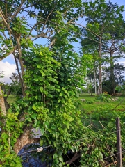 Vitis vinifera