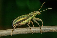 Naupactus