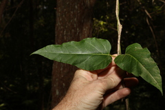 Leichhardtia longiloba