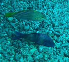 Halichoeres hortulanus