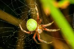 Araneus lathyrinus