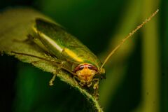 Panchlora